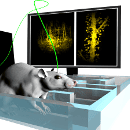 In-vivo imaging